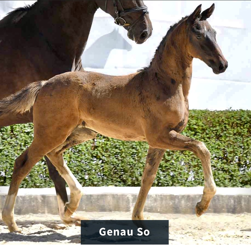 Genau So by Global Hope / Fidertanz / Danone I