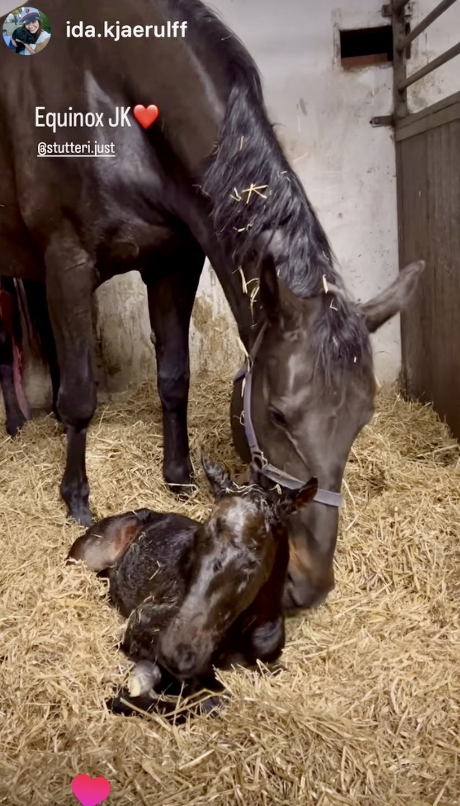 Equinox JK efter Emperor x Favorit Ask x Numero Uno